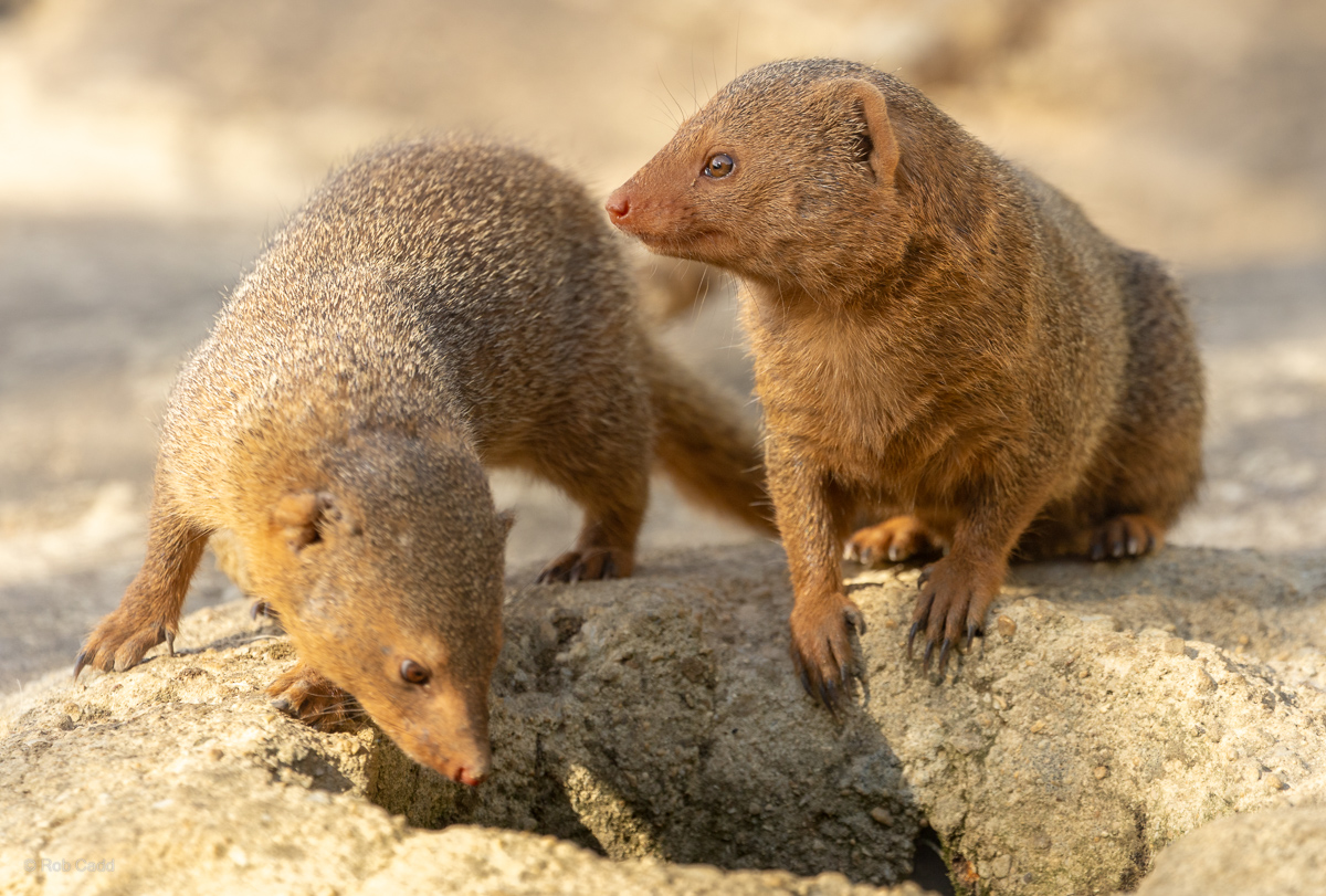 Dwarf mongoose : Cotswold WP : 04 Jul 2025