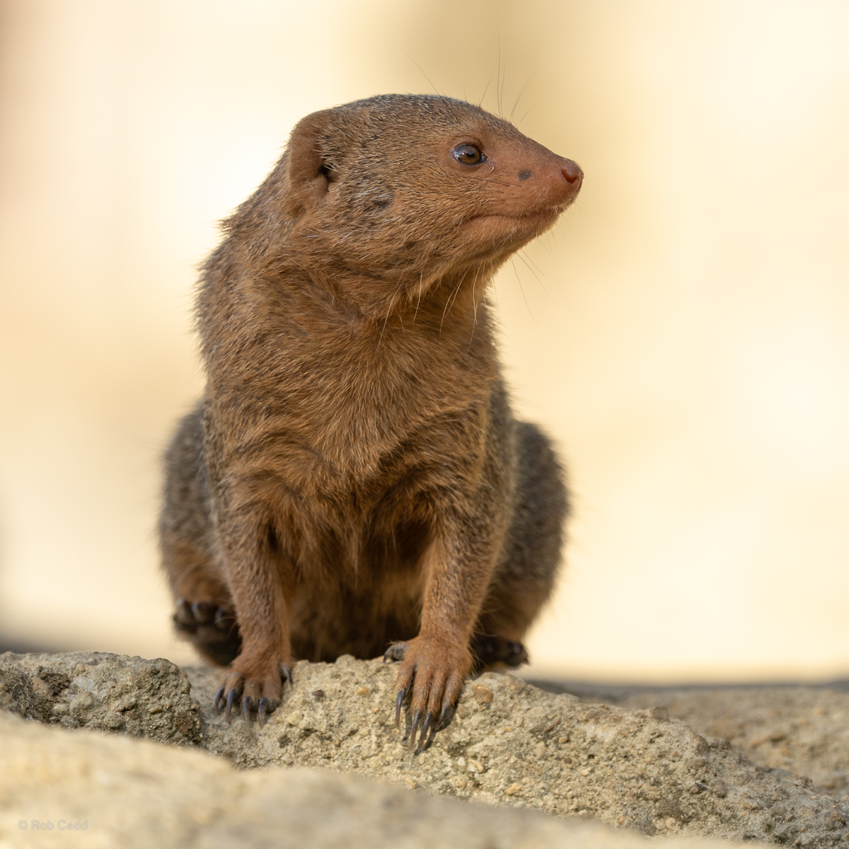 Dwarf mongoose : Cotswold WP : 04 Jul 2025