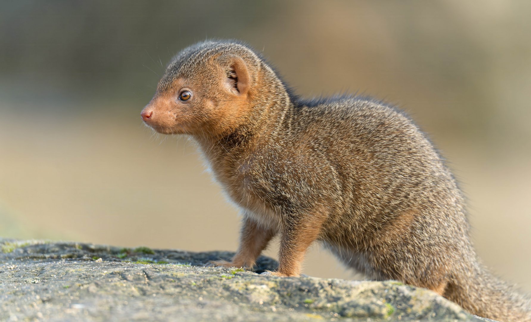Dwarf Mongoose, CWP, UK