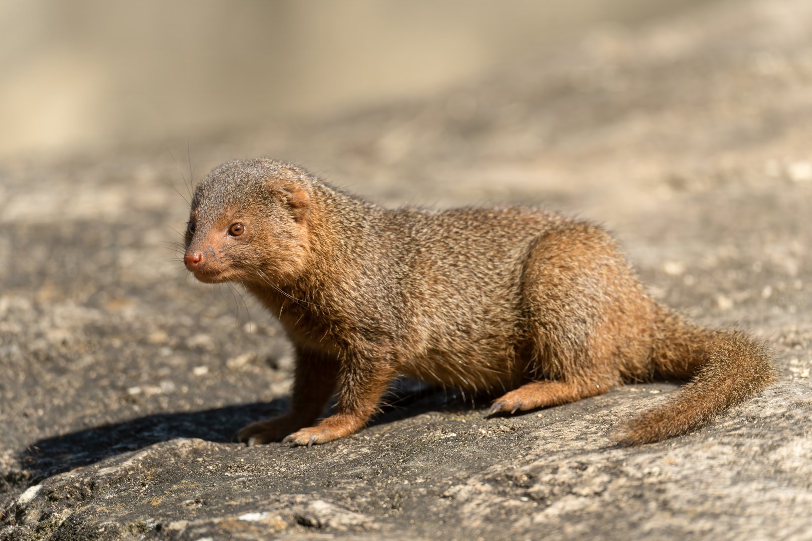 Dwarf Mongoose, CWP, UK