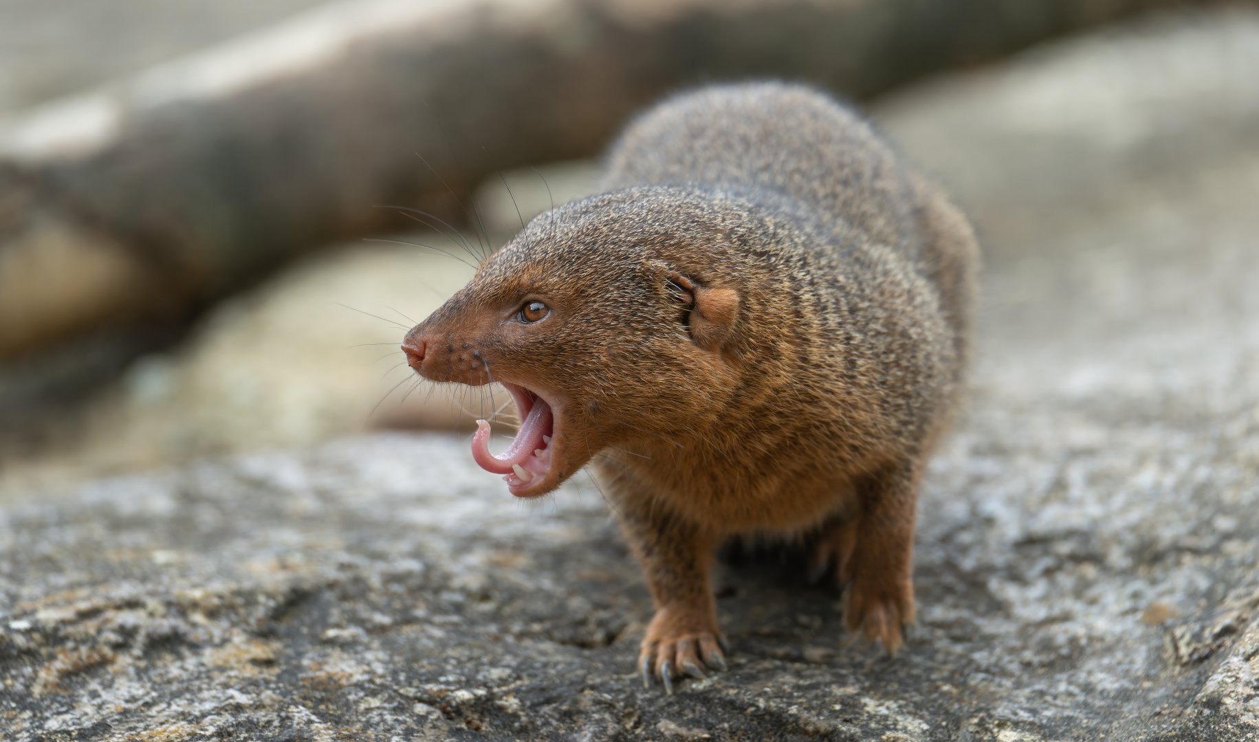 Dwarf Mongoose, CWP, UK
