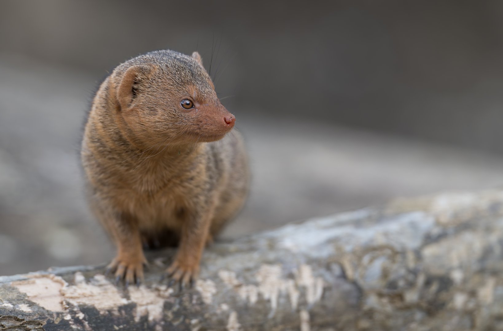 Dwarf Mongoose, CWP, UK