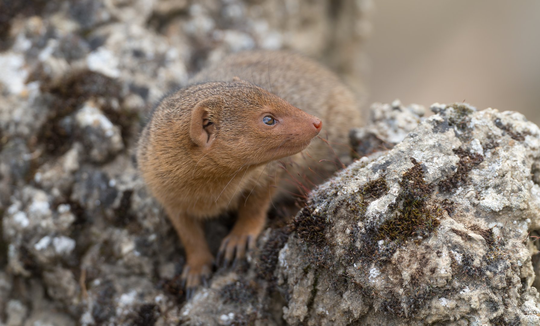 Dwarf Mongoose, CWP, UK