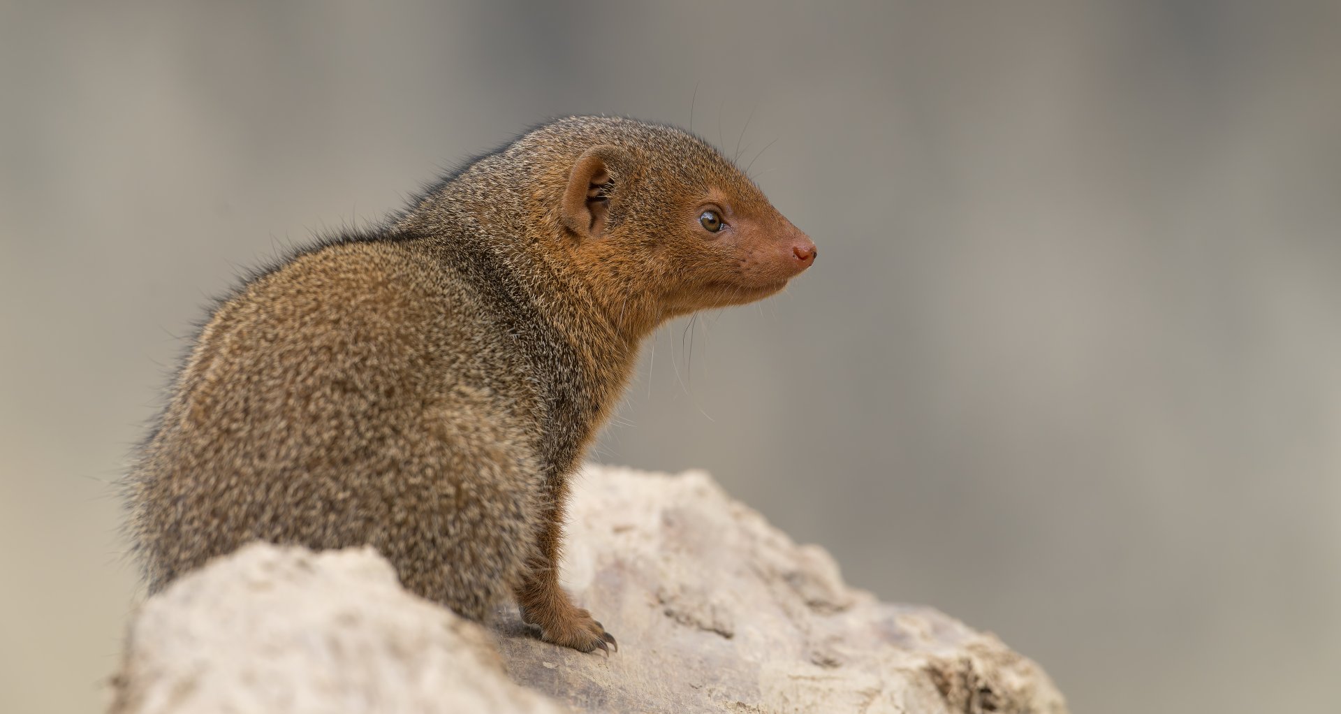 Dwarf Mongoose, CWP, UK