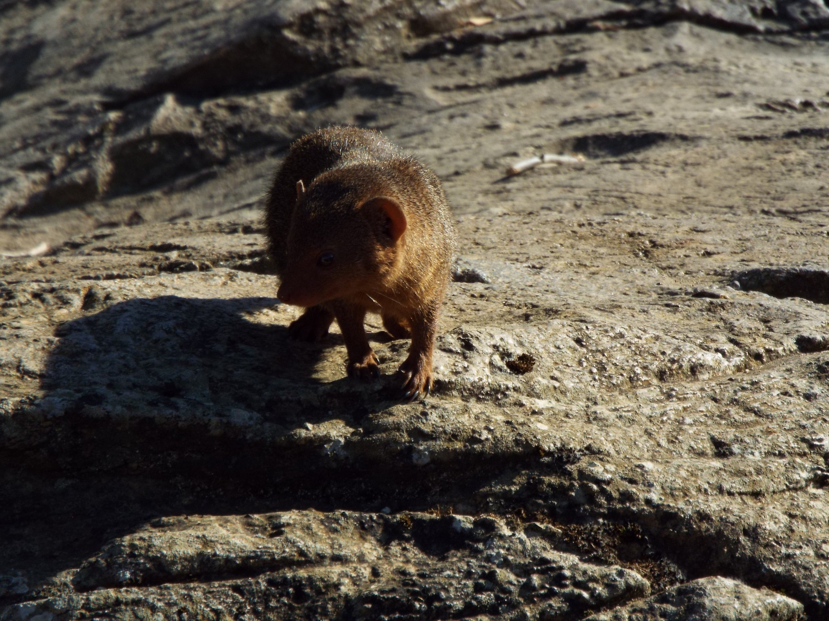Dwarf Mongoose, CWP