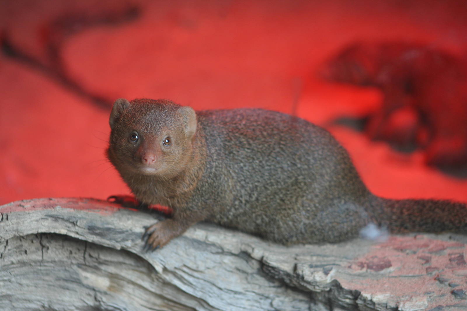 Dwarf Mongoose @ Edinburgh, 20.10.2012