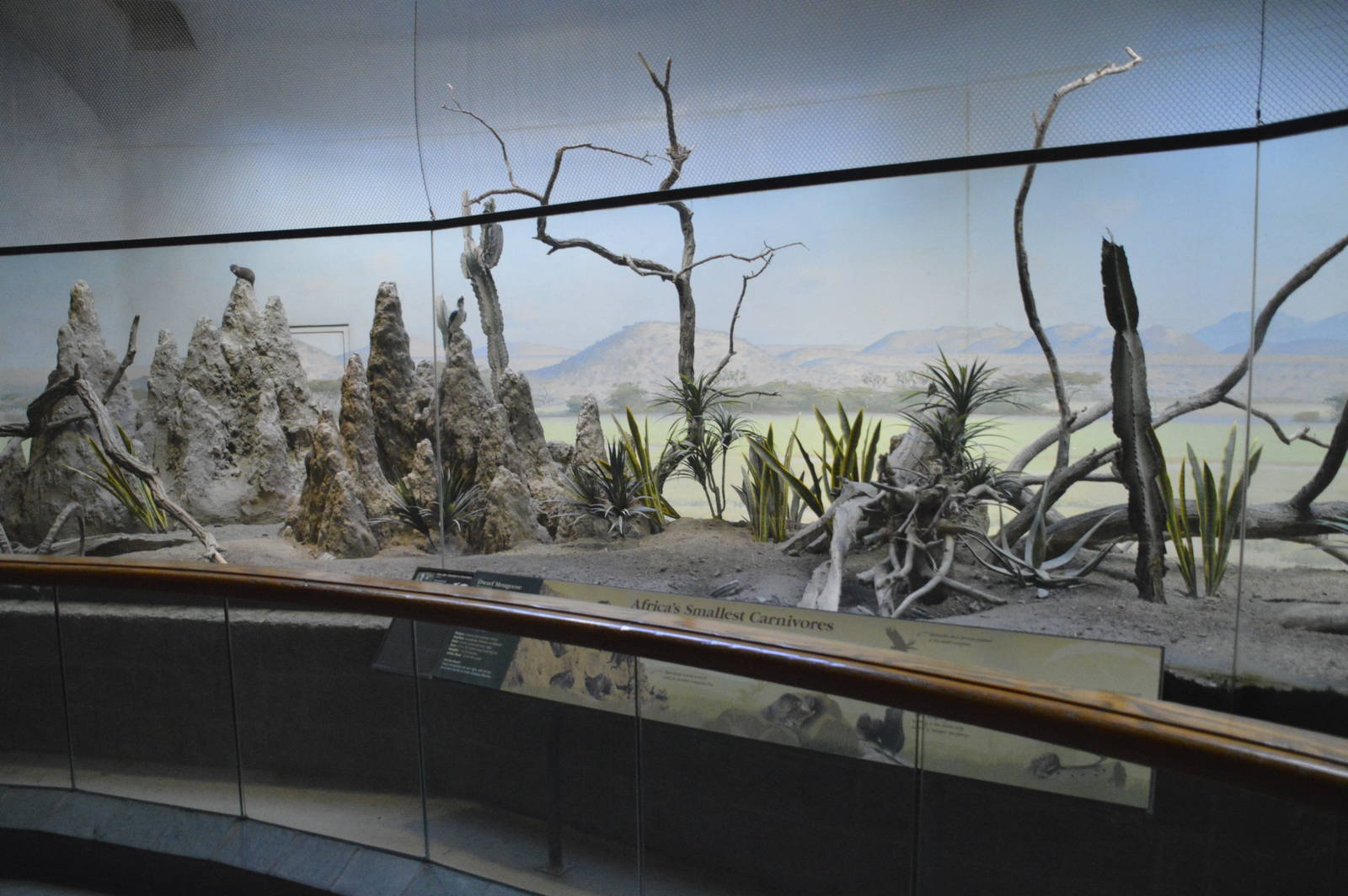 Dwarf Mongoose enclosure 031215