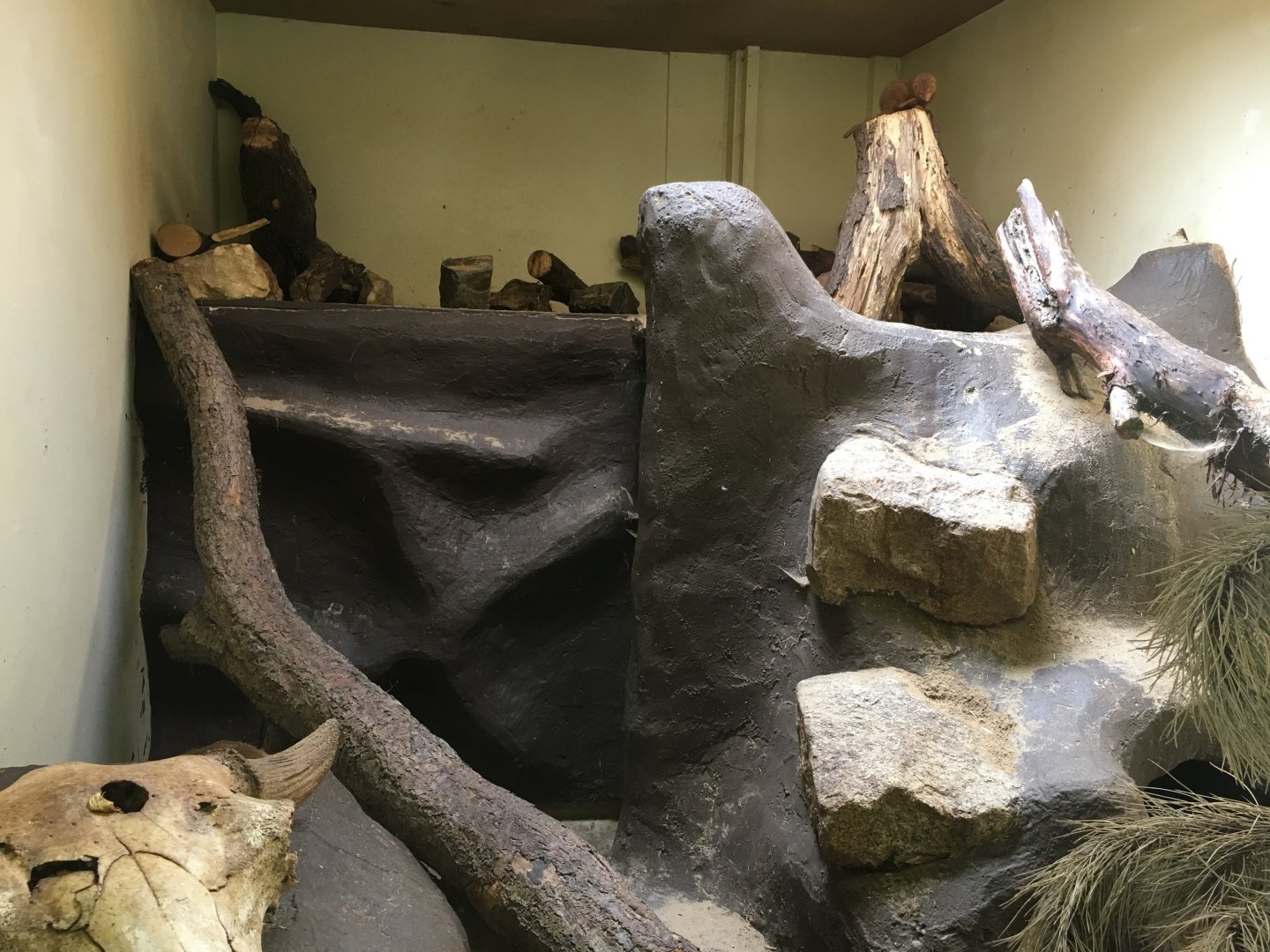 Dwarf mongoose enclosure 040817