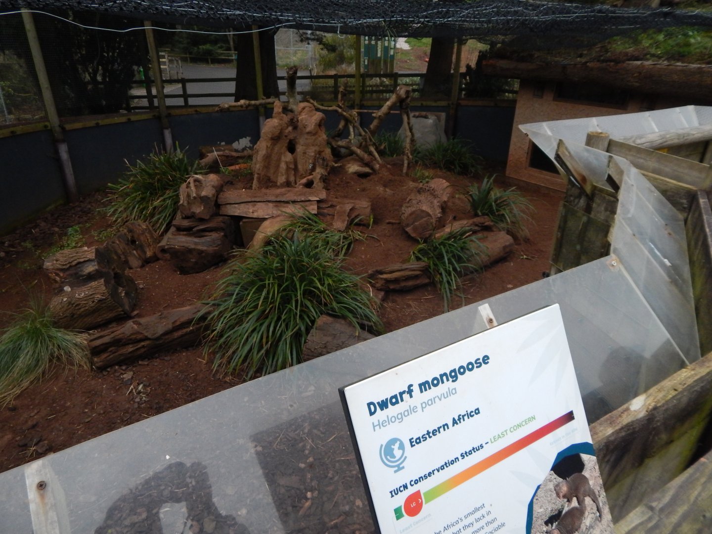 Dwarf mongoose enclosure 050224