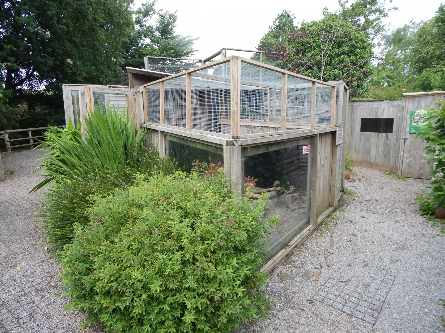 Dwarf mongoose enclosure 060625
