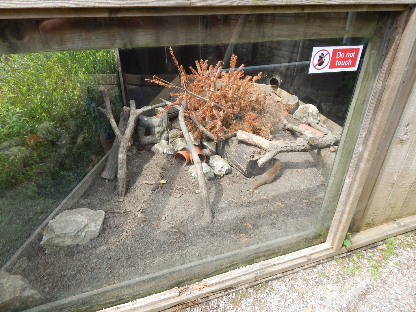 Dwarf mongoose enclosure 060625