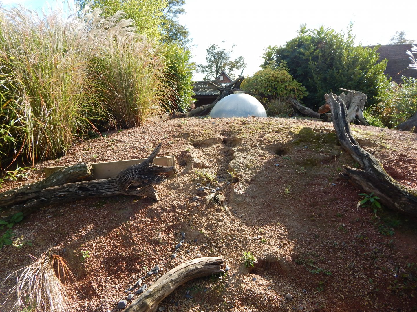 Dwarf mongoose enclosure 081020