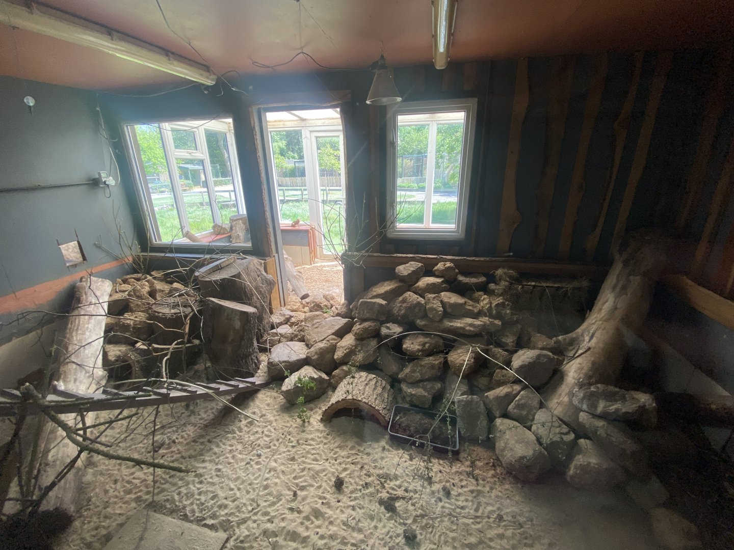 Dwarf mongoose enclosure 090525