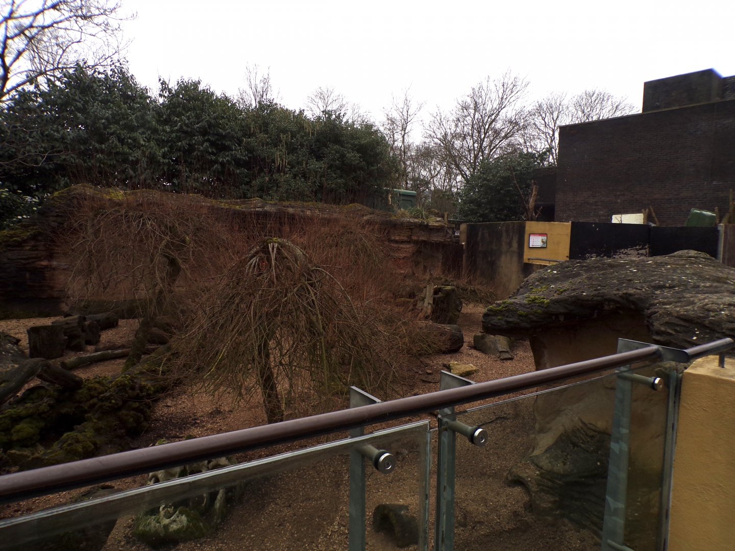 Dwarf mongoose enclosure 11.2.25