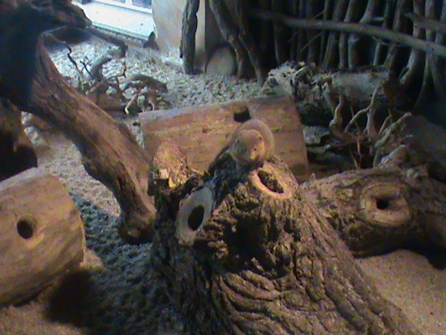 dwarf mongoose enclosure 140911