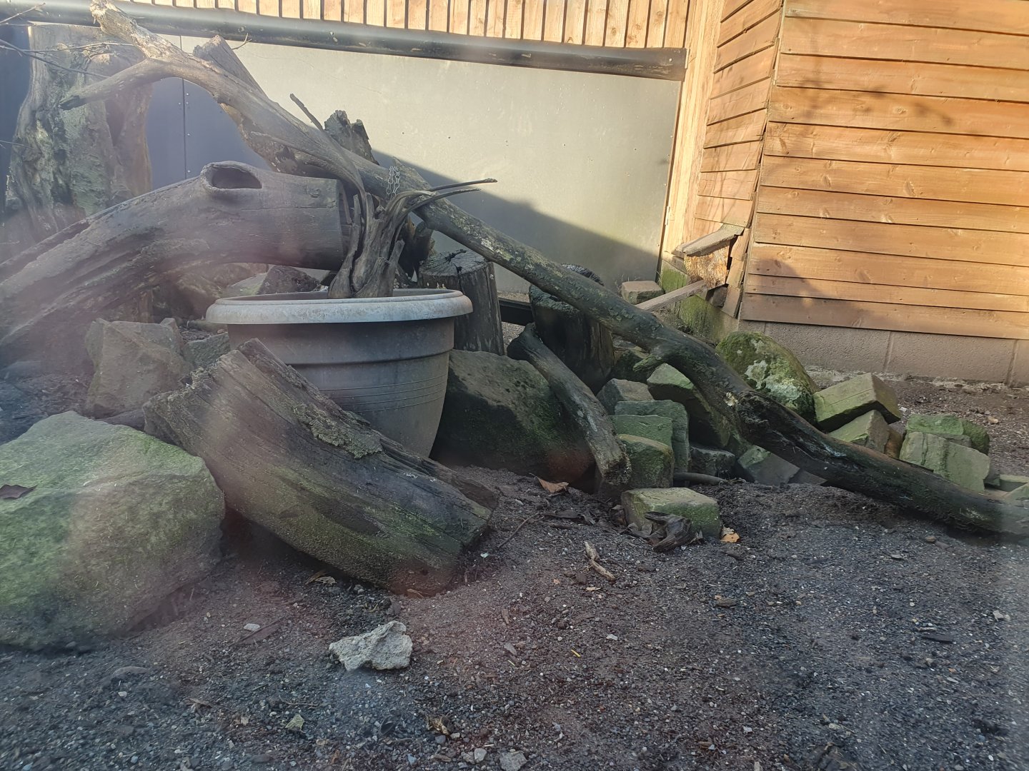 Dwarf Mongoose enclosure 25/11/23