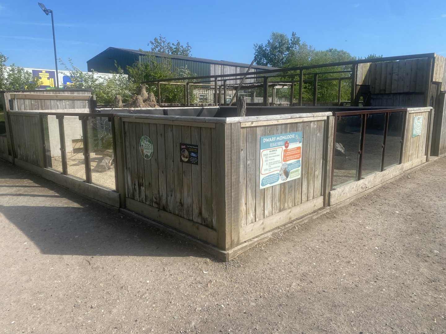 Dwarf mongoose enclosure 280425