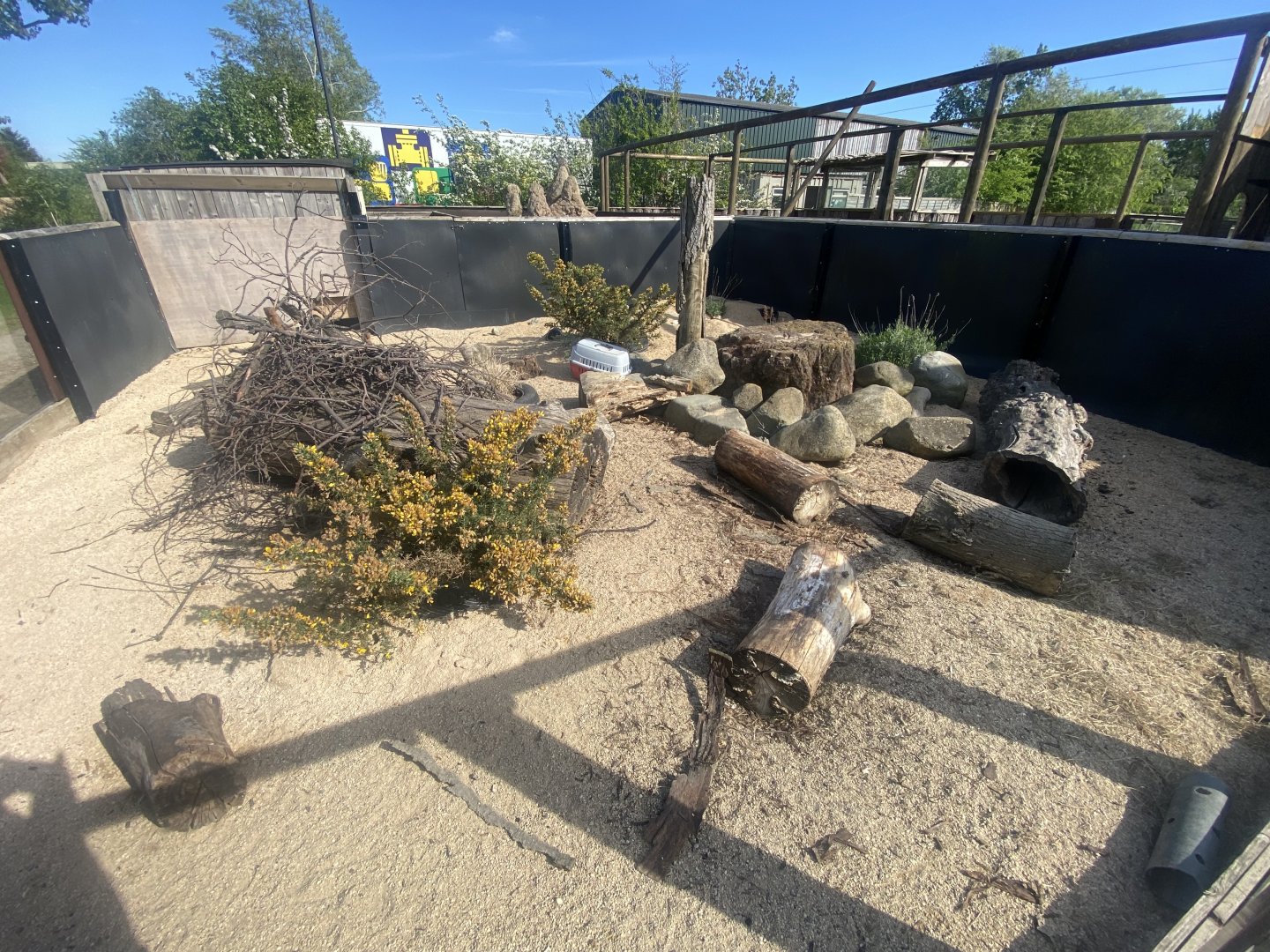 Dwarf mongoose enclosure 280425