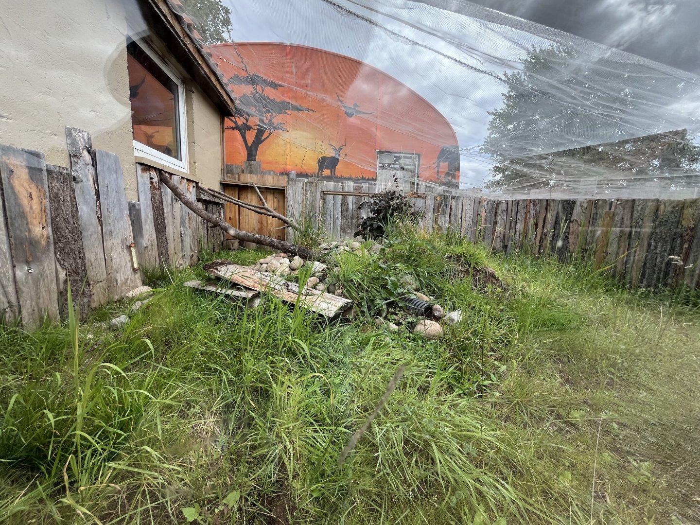 Dwarf mongoose enclosure (under work) 1.9.25