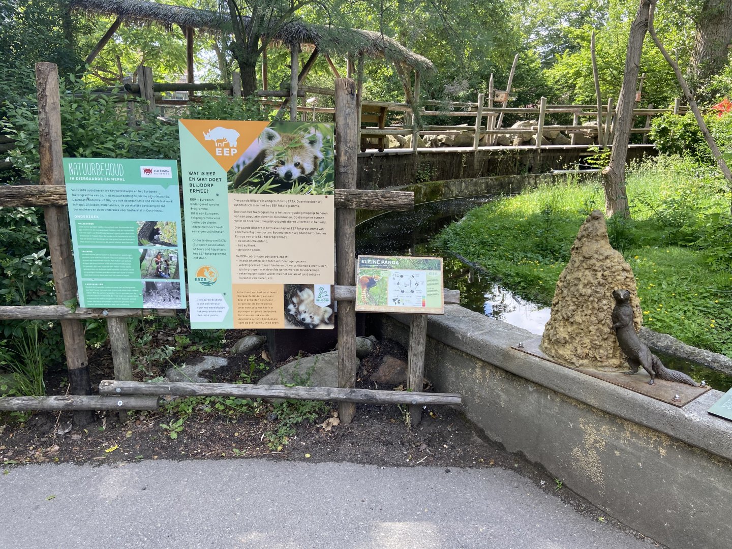 Dwarf mongoose enclosure with temporary red panda