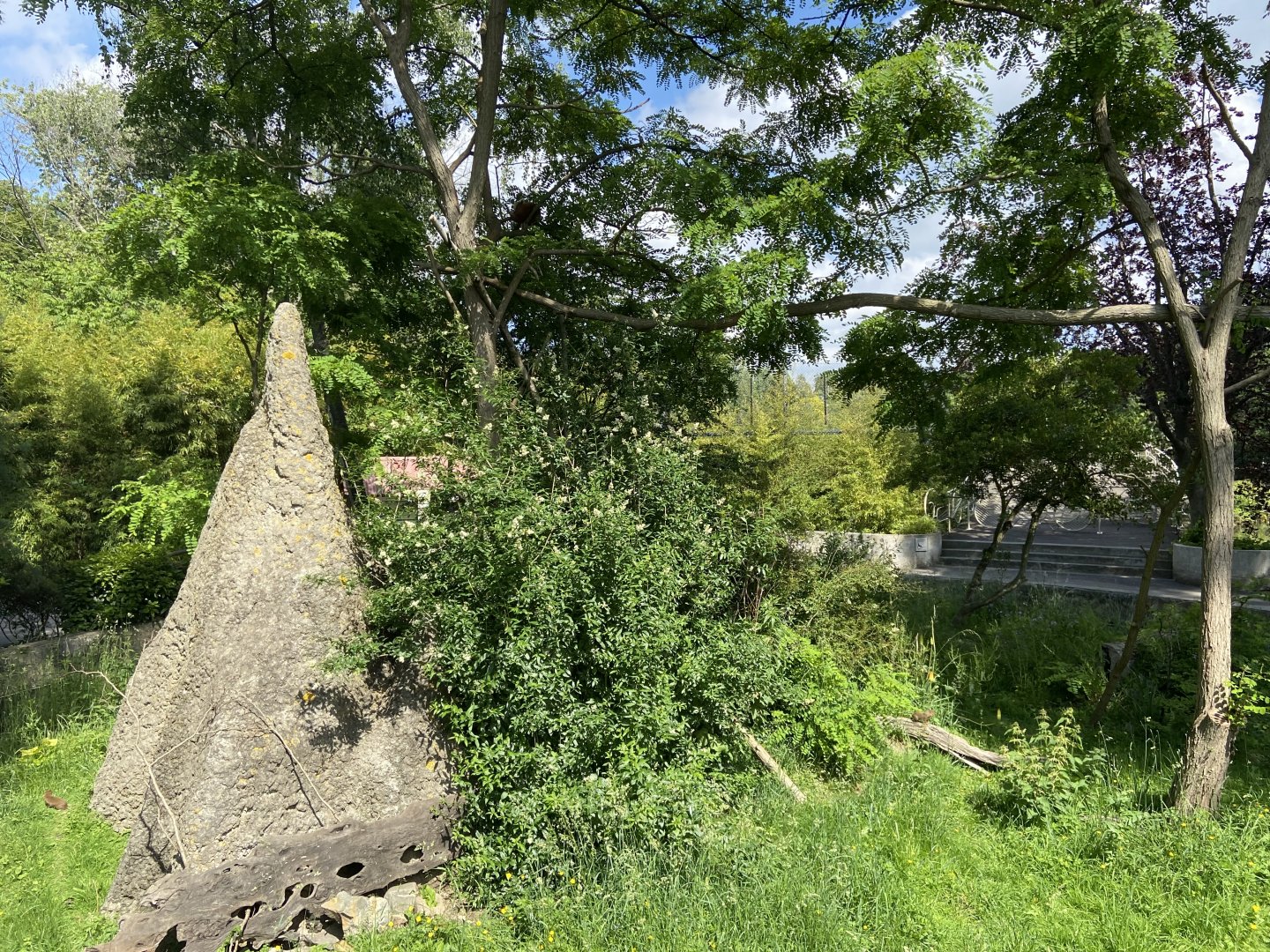 Dwarf mongoose enclosure with temporary red panda