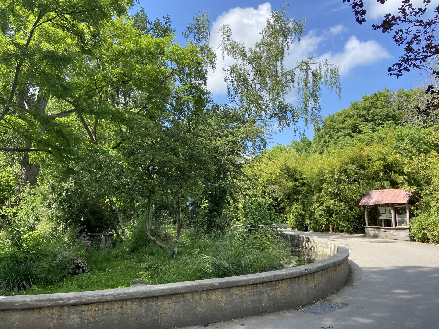 Dwarf mongoose enclosure with temporary red panda