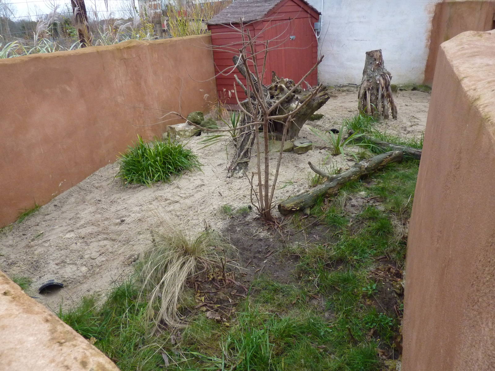 Dwarf mongoose enclosure