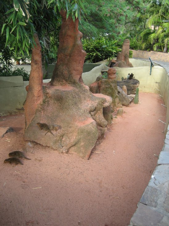 Dwarf Mongoose Enclosure