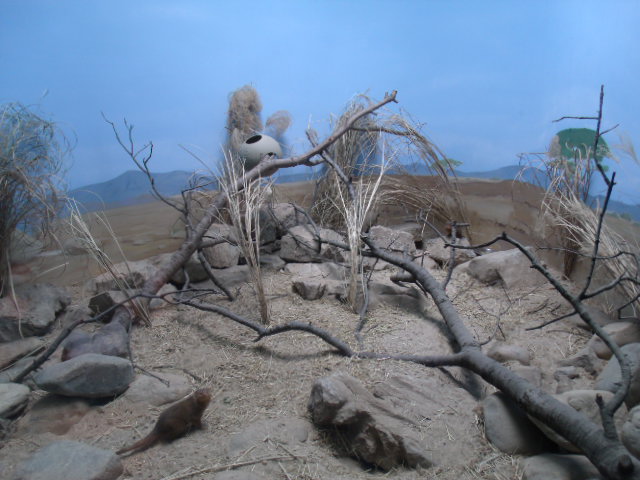 Dwarf Mongoose Enclosure