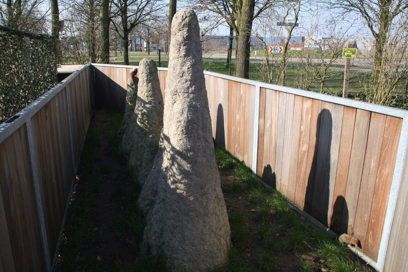 dwarf mongoose enclosure
