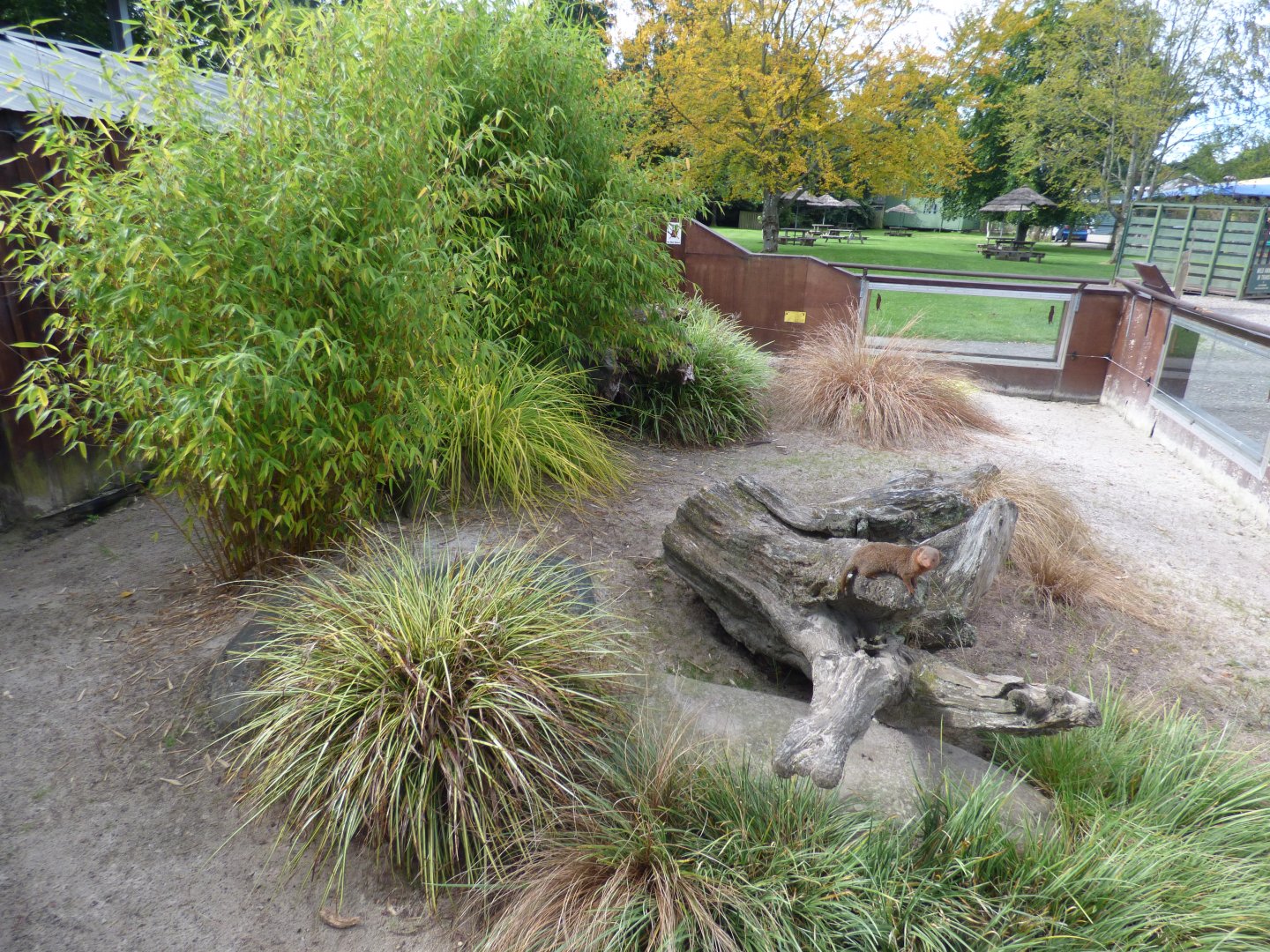Dwarf Mongoose Enclosure