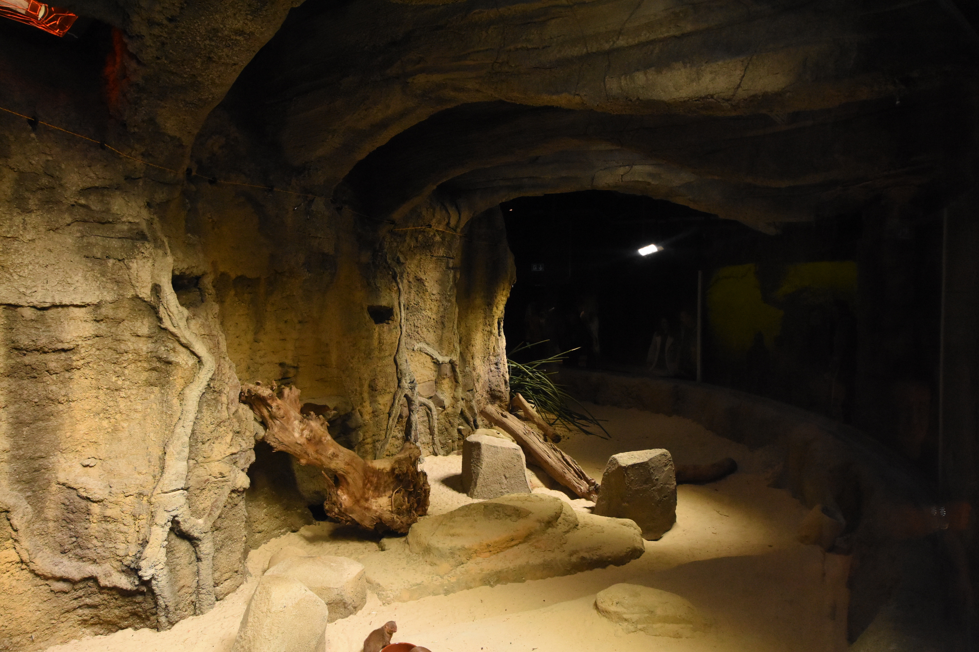 Dwarf mongoose enclosure