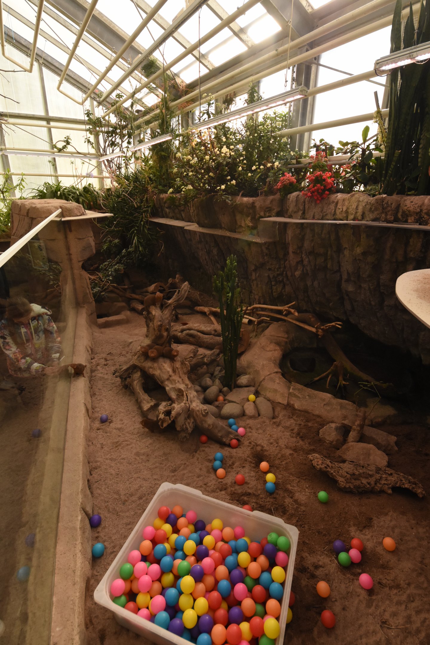 Dwarf mongoose enclosure