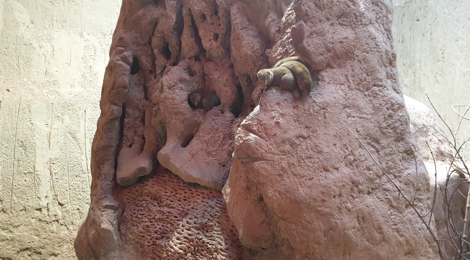 Dwarf mongoose enclosure