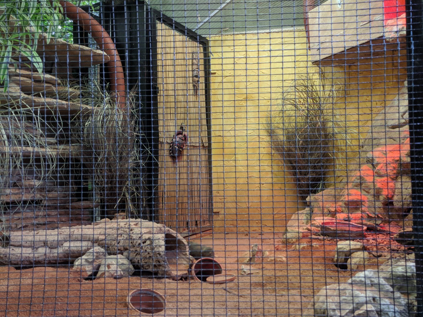 Dwarf Mongoose Enclosure