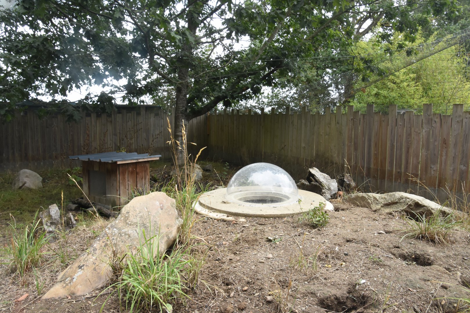 Dwarf Mongoose enclosure