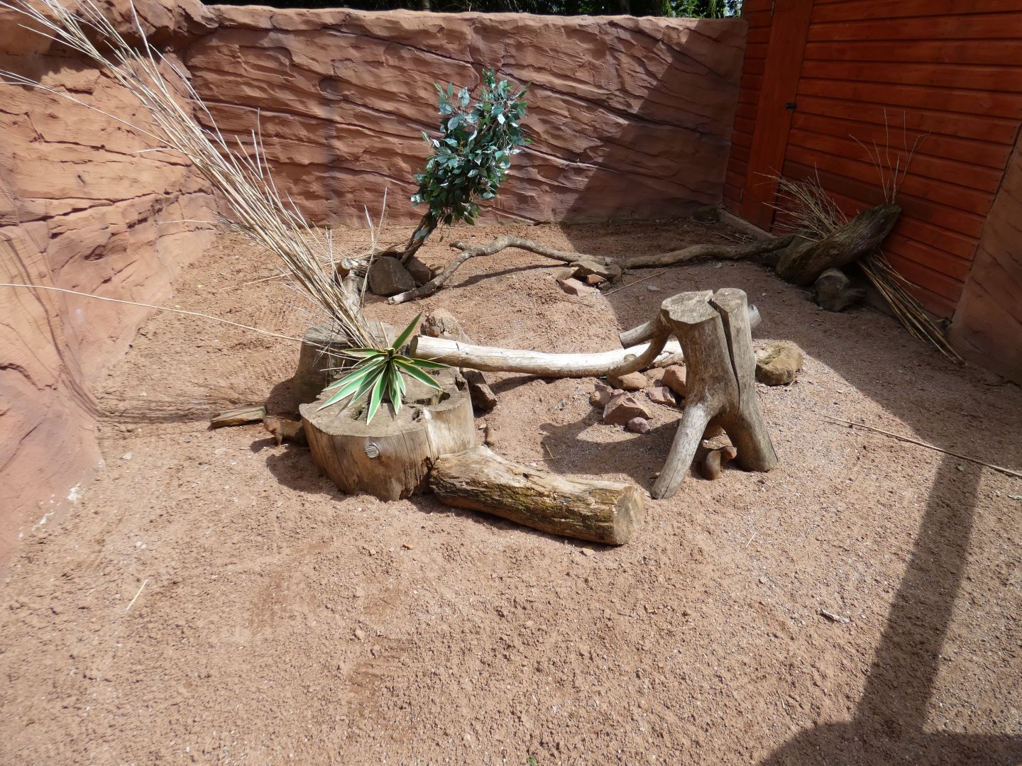 Dwarf mongoose enclosure