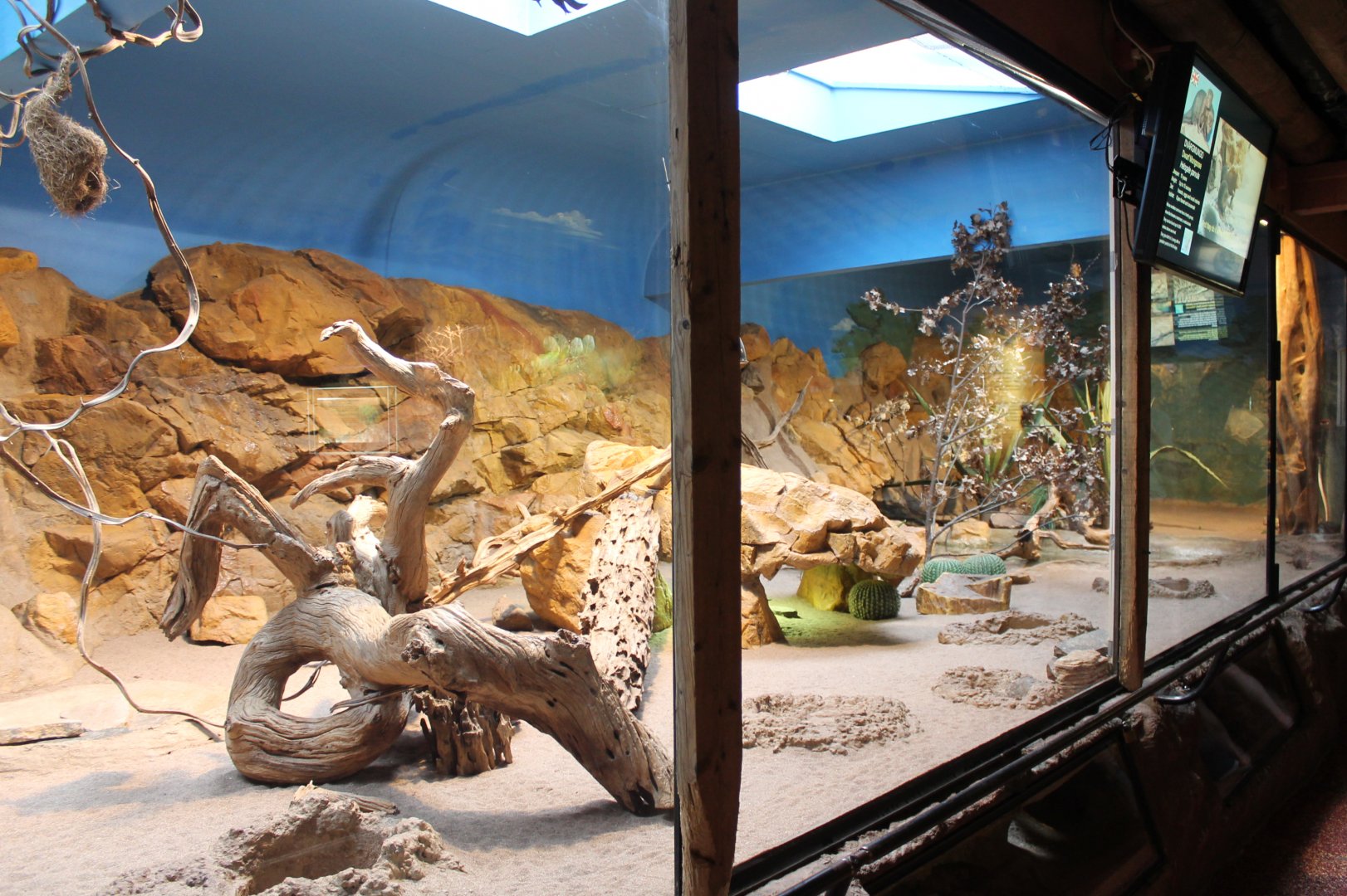 Dwarf Mongoose Enclosure