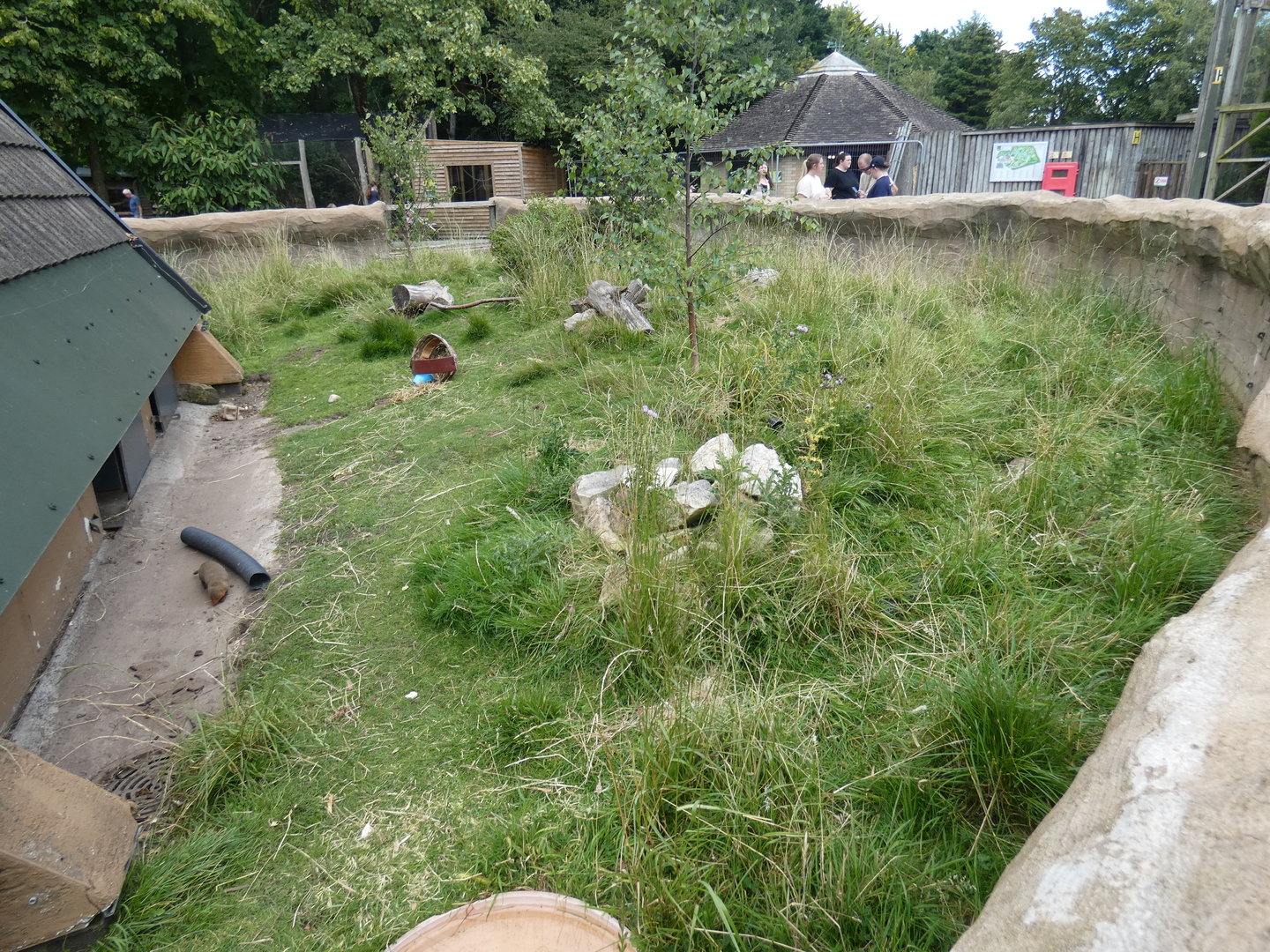 Dwarf mongoose enclosure