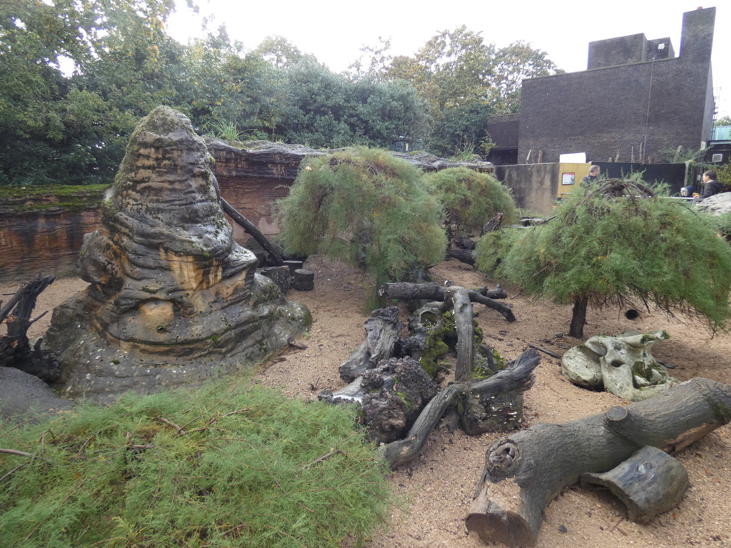 Dwarf mongoose enclosure