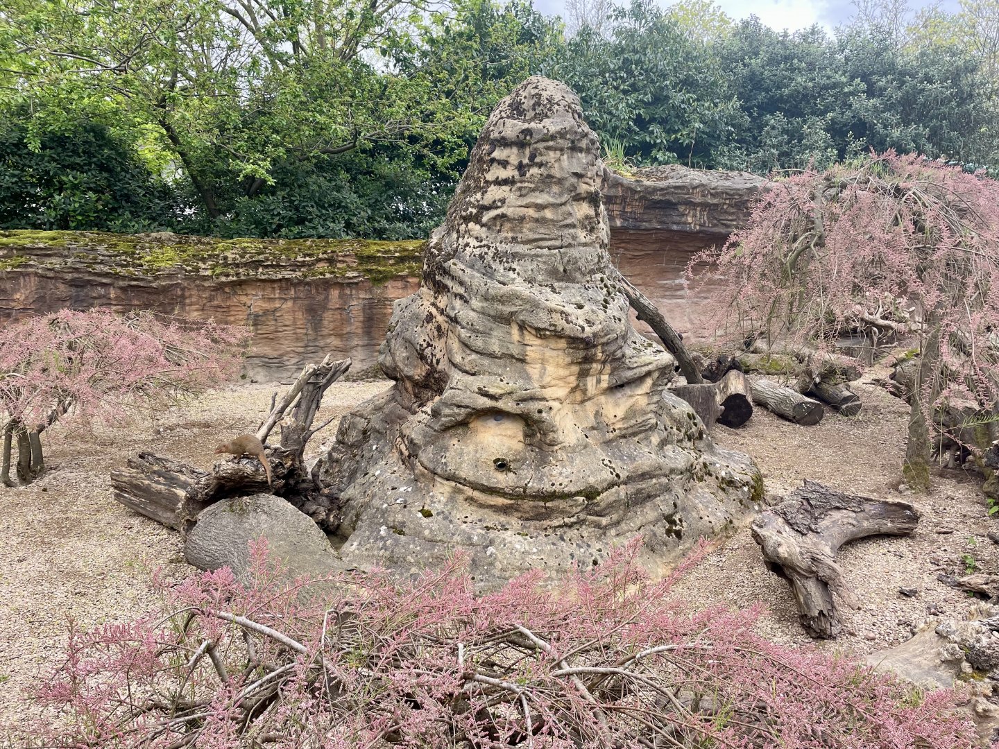Dwarf Mongoose Enclosure
