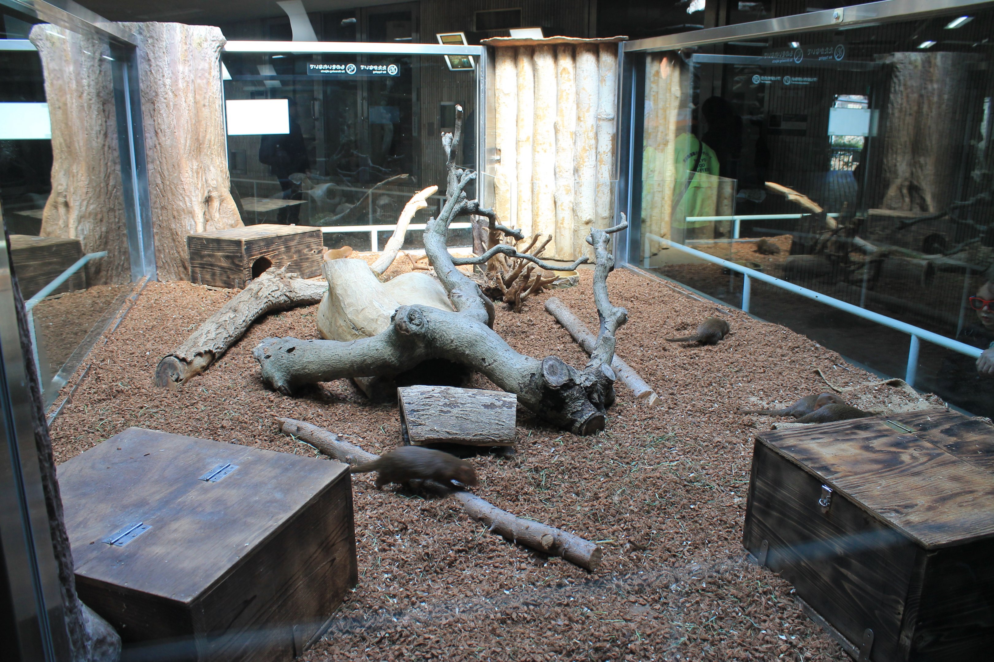 Dwarf Mongoose enclosure