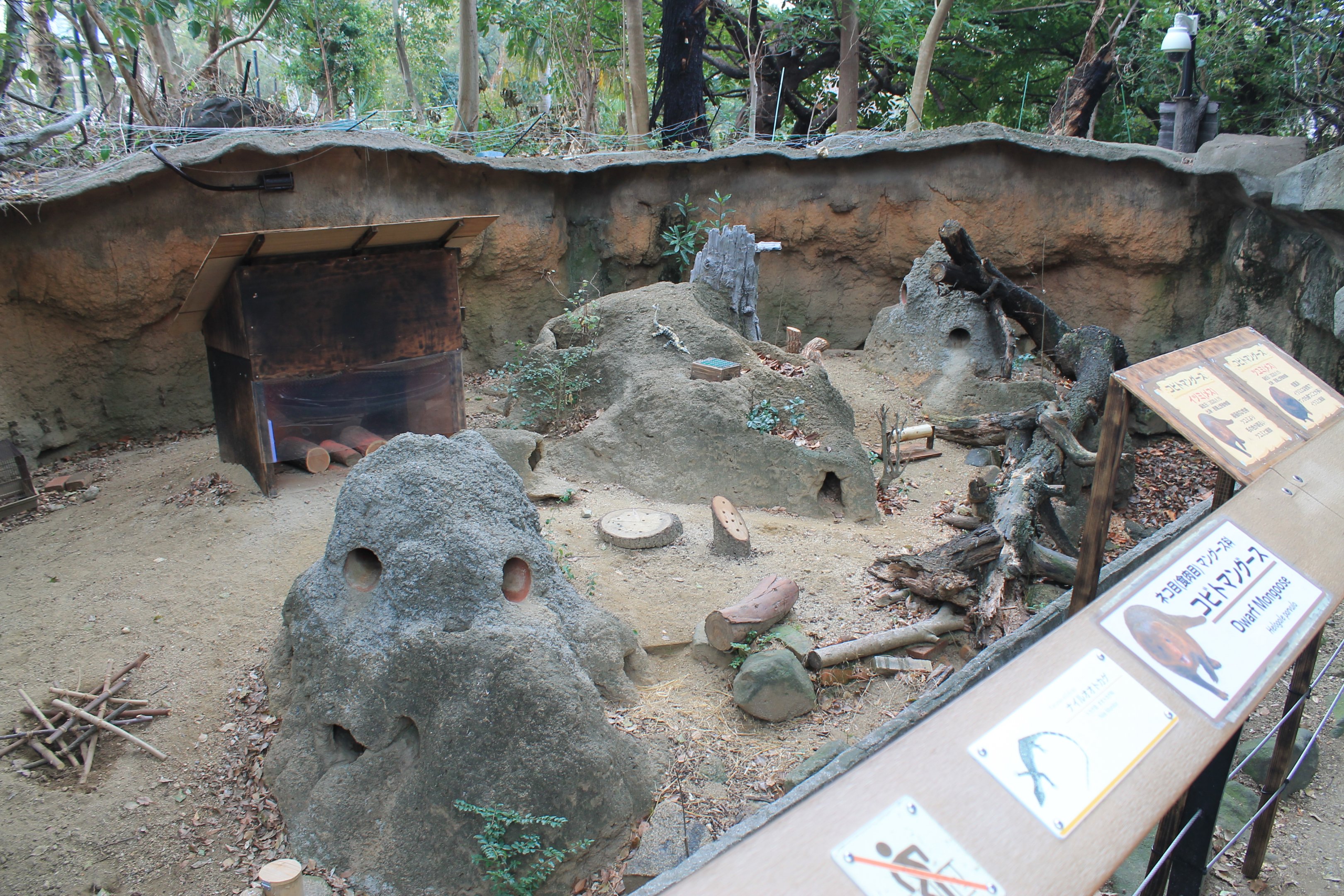 Dwarf Mongoose enclosure