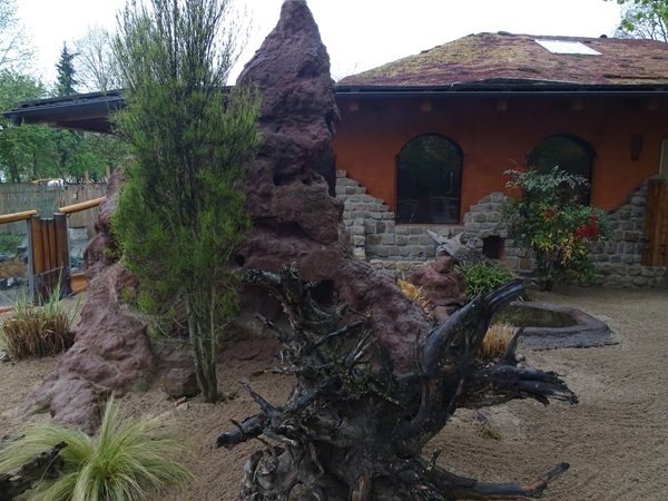 Dwarf mongoose enclosure