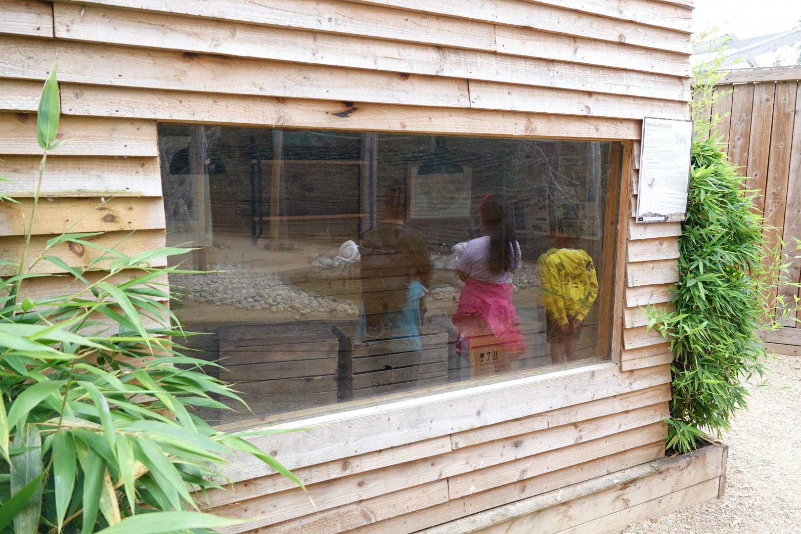 Dwarf mongoose enclosure