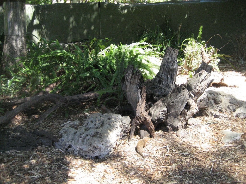 Dwarf Mongoose enclosure