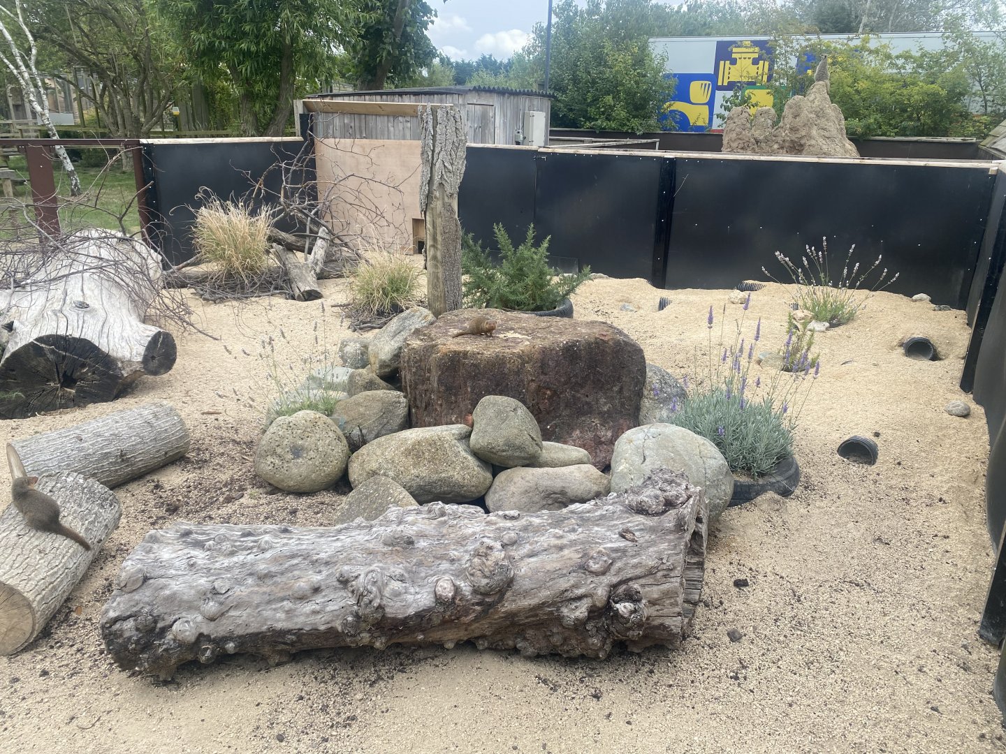 Dwarf mongoose exhibit 040824