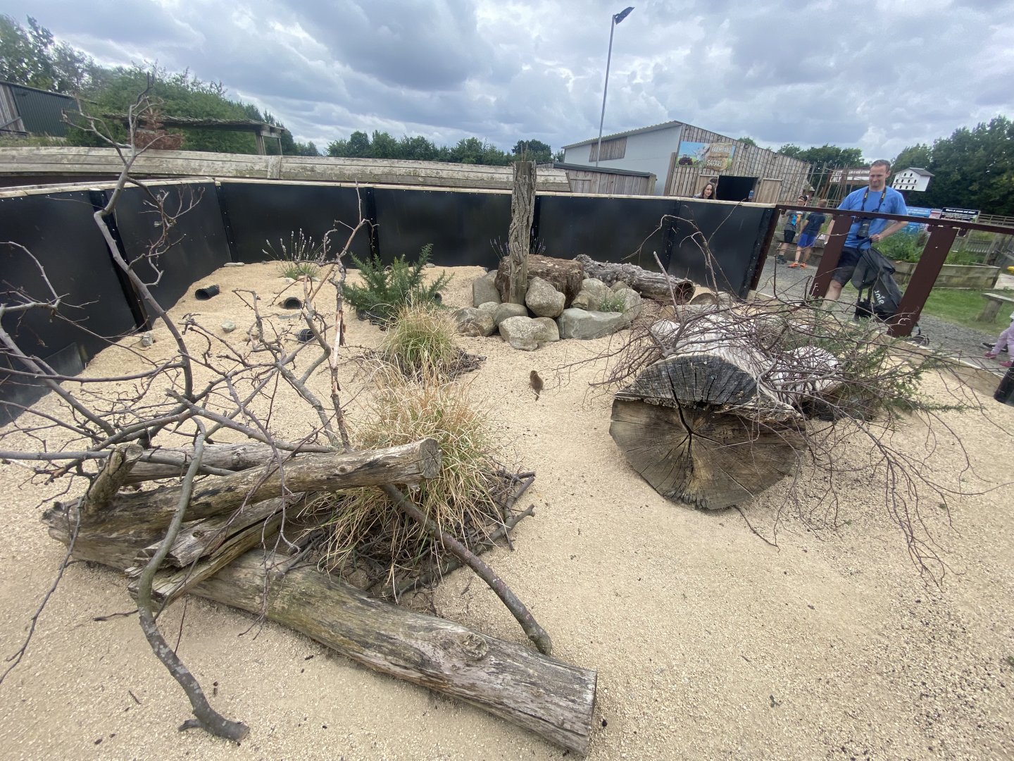 Dwarf mongoose exhibit 040824