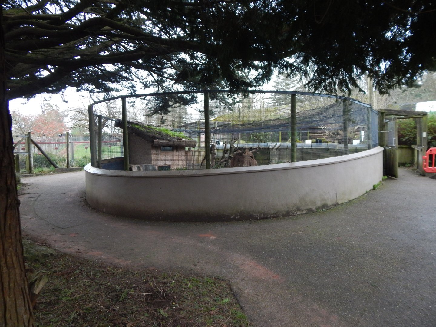 Dwarf mongoose exhibit 050224