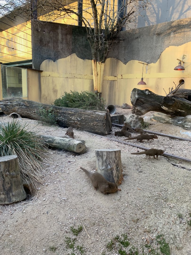 Dwarf Mongoose Exhibit 1 of 2